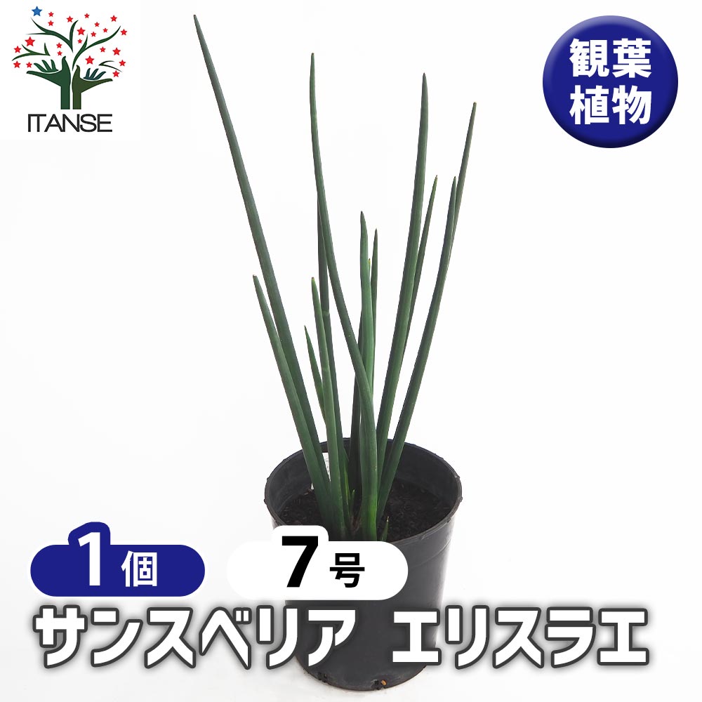 【マラソン★P5倍】サンスベリア エリスラエ 【 観葉植物 7号／1個売り 】 リビング オフィス 事務所 インテリア お祝い 新築祝い 引越し祝い 結婚祝い 新生活