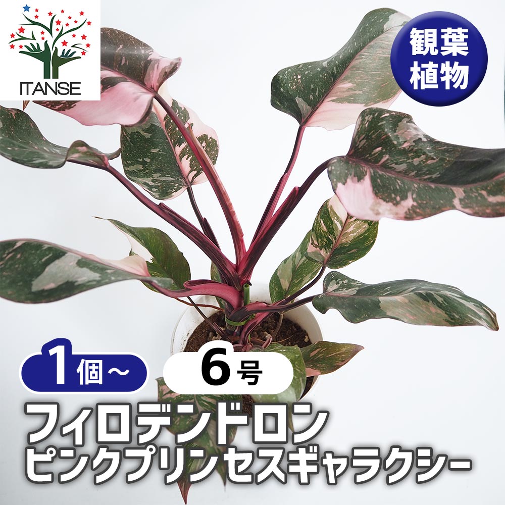 超希少な★フィロデンドロン　ハイブリッド★斑入りA56 フィロデンドロン セローム稀少斑入り(Philodendron selloum