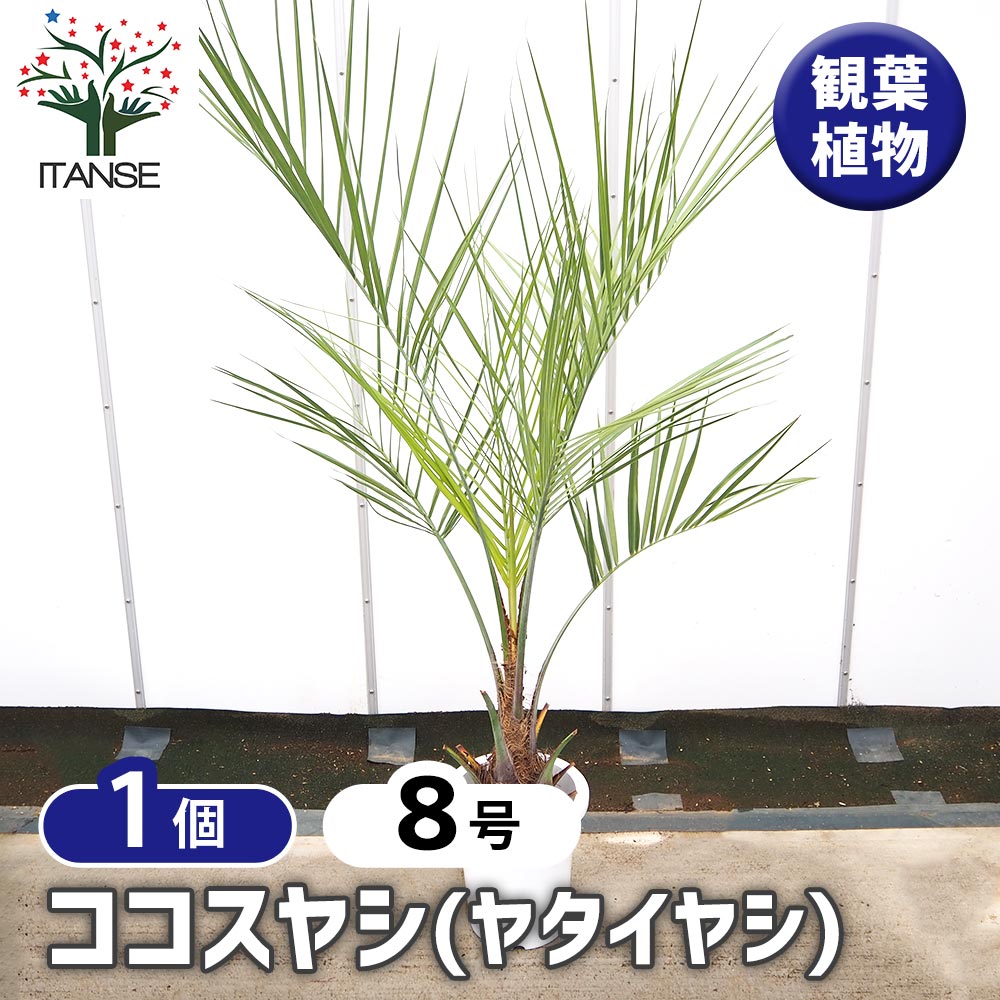 楽天市場】おしゃれ 観葉植物：ココヤシ*ココナッツパーム