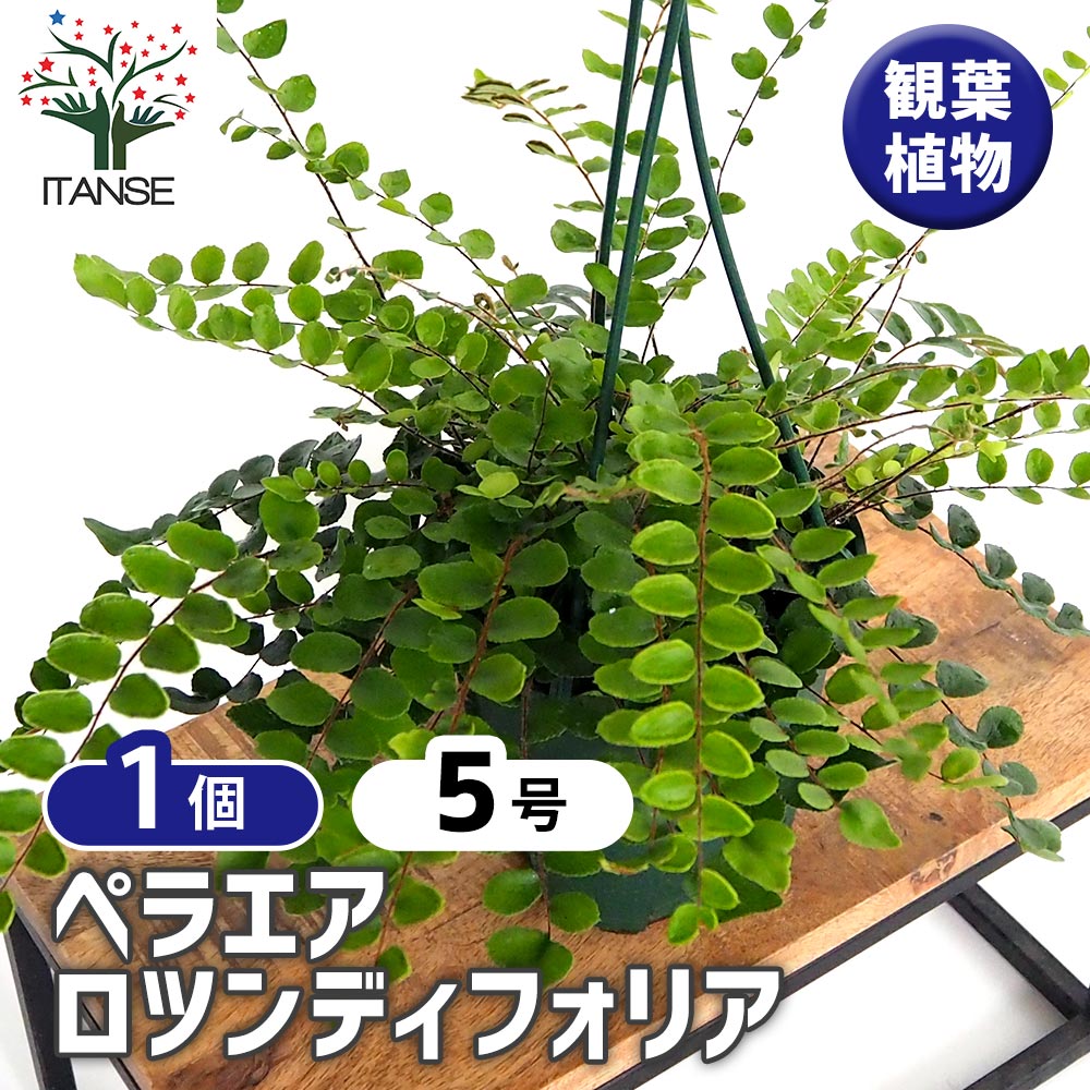楽天市場】ガステラロエ ベグイニー 3号サイズ 鉢植え 多肉植物 タニク