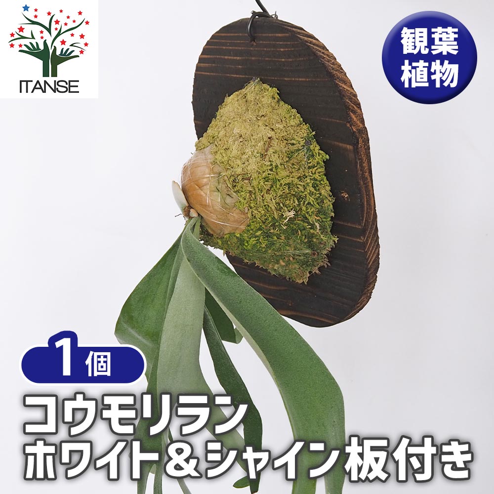 リドレイ★板付き★ビカクシダコウモリラン★ridleyiワイルド 楽天市場】【送料無料】コウモリラン リドレイ ワイルド板付き
