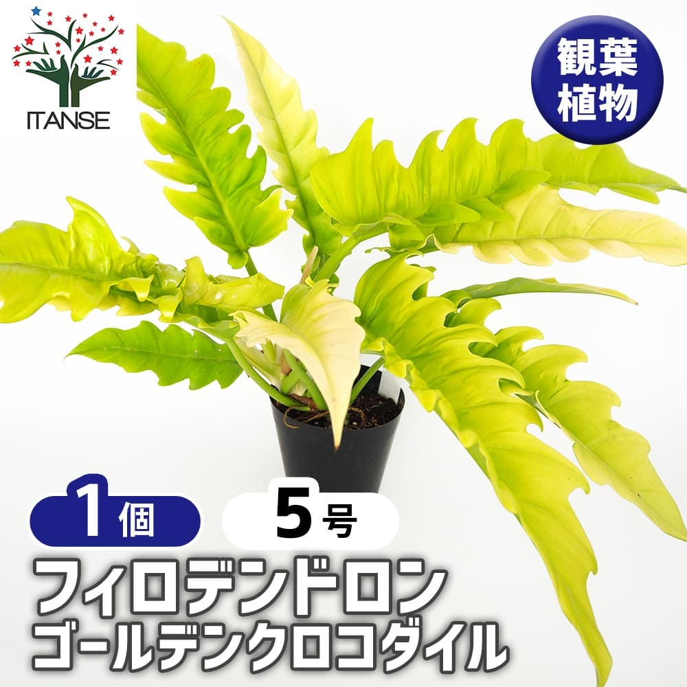 【マラソン★P5倍】 フィロデンドロン ゴールデンクロコダイル 【 観葉植物 5号／1個売り 】 フィロデン リビング オフィス 事務所 インテリア 室内