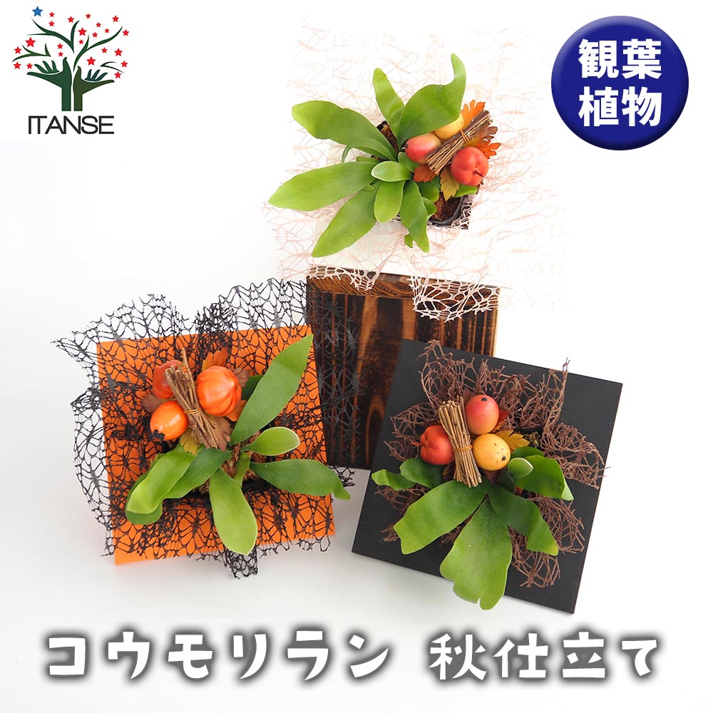 楽天市場】【観葉植物】コウモリラン ビカクシダ ビフルカツム 4号鉢