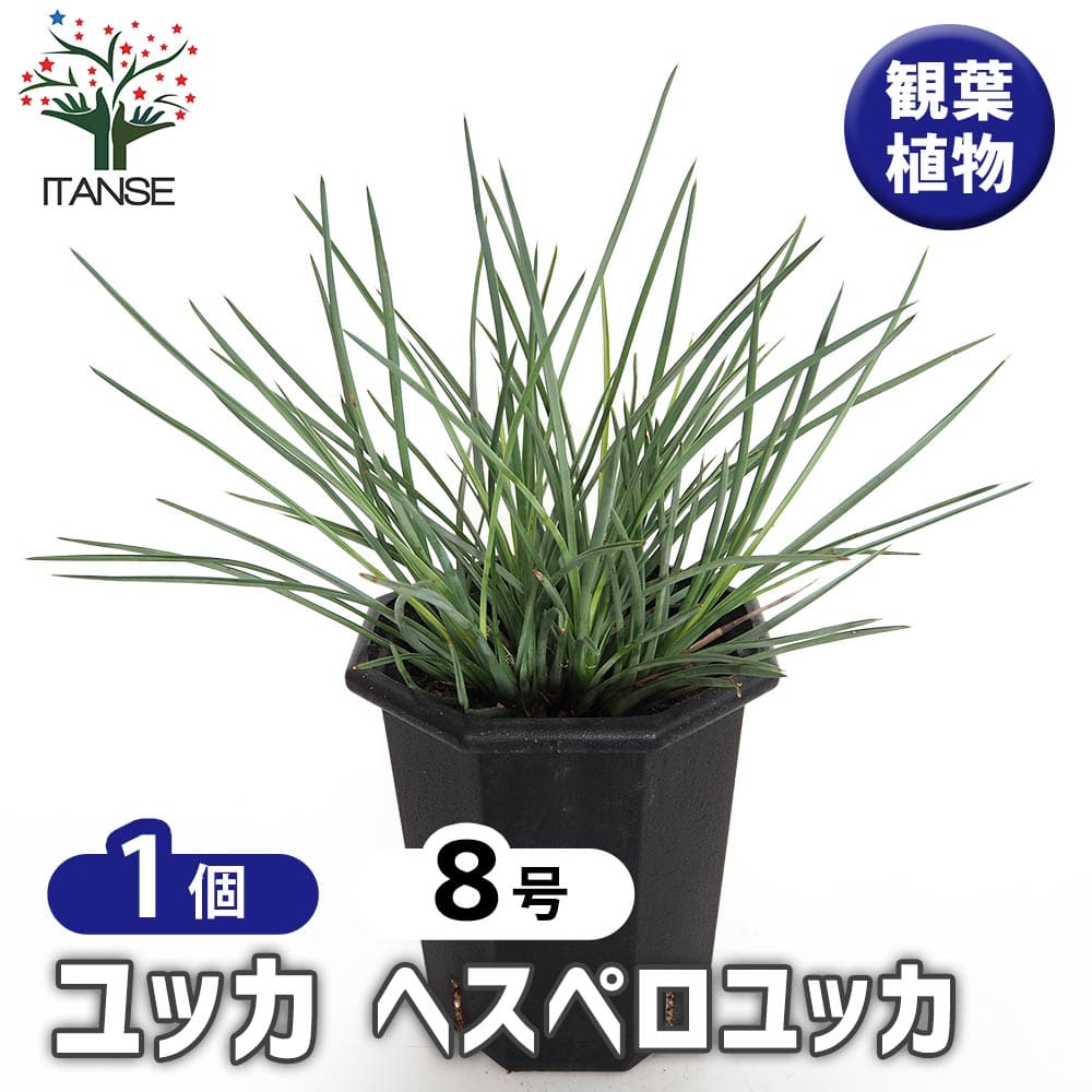 観葉草木特集 花・観葉植物-花・ガーデン・DIY-観葉植物