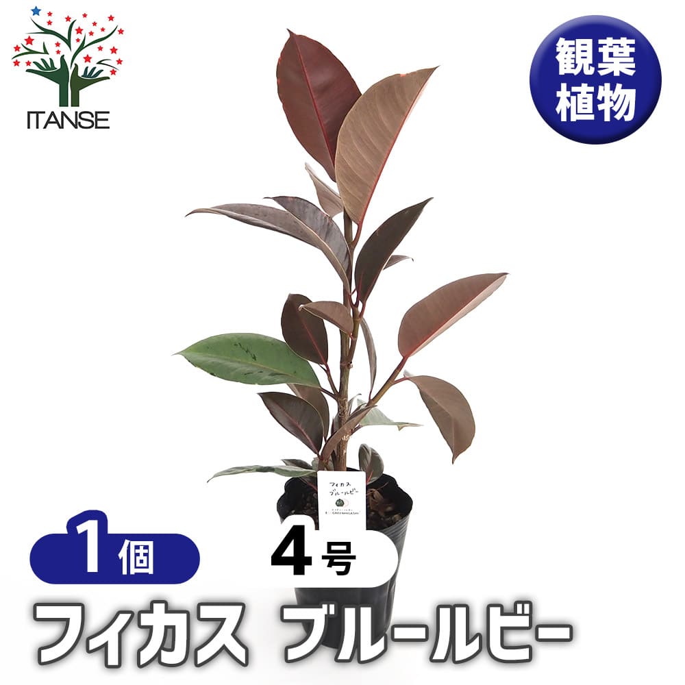 楽天市場】フィカス・ルビー 8号 茶陶器鉢 観葉植物 ゴムの木 斑入り