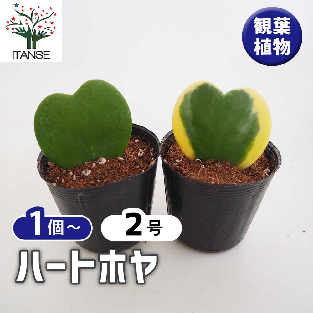 観葉草木特集