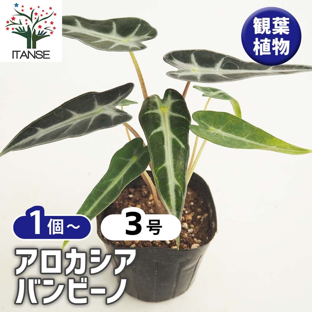 楽天市場】【セール品】キサントソーマ ミッキーマウスタロ タロ