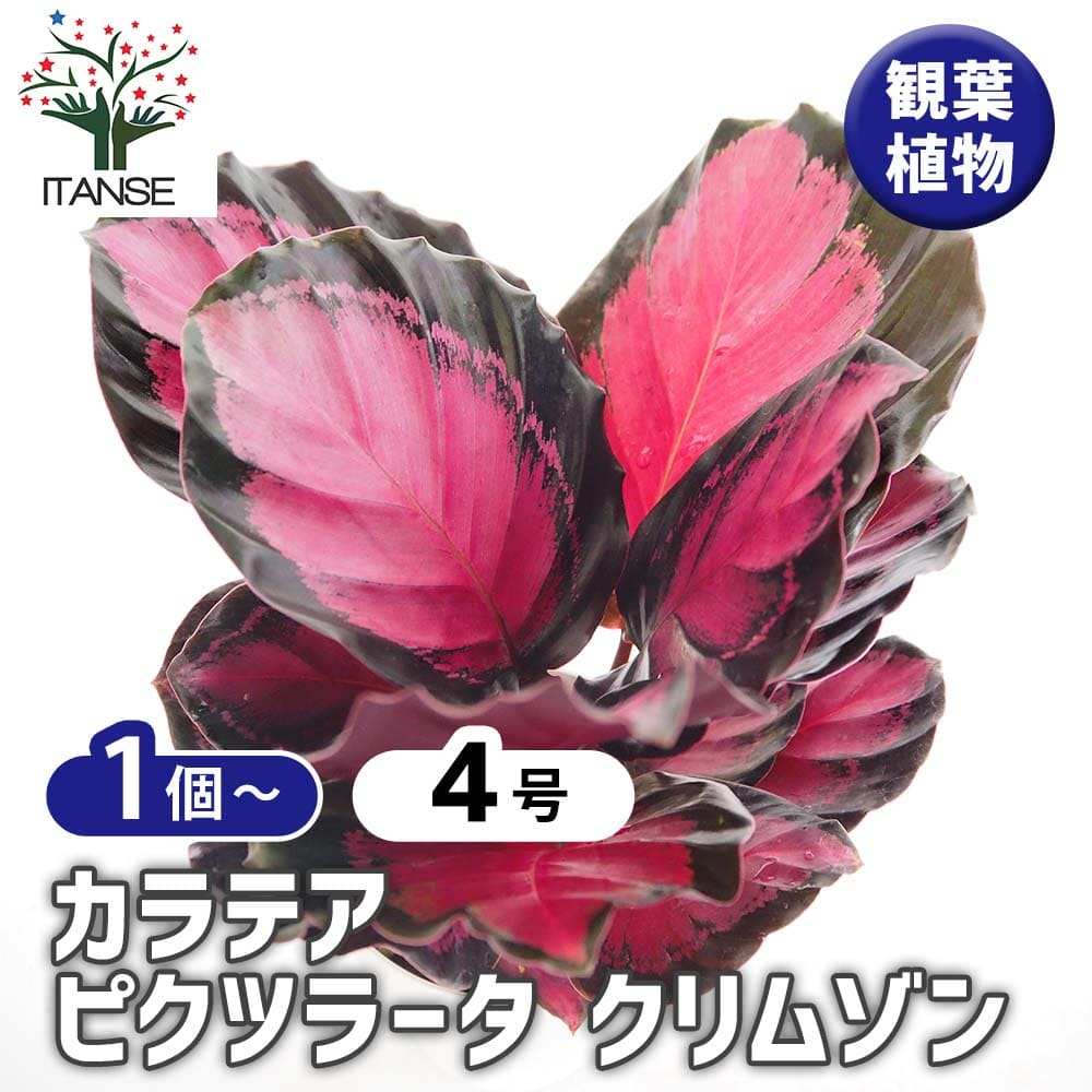 【送料無料】 カラテア ピクツラータクリムゾン 【 観葉植物 4号 】 リビング オフィス 事務所 インテリア 大型 おしゃれ オシャレ 育てやすい 御祝 お祝い