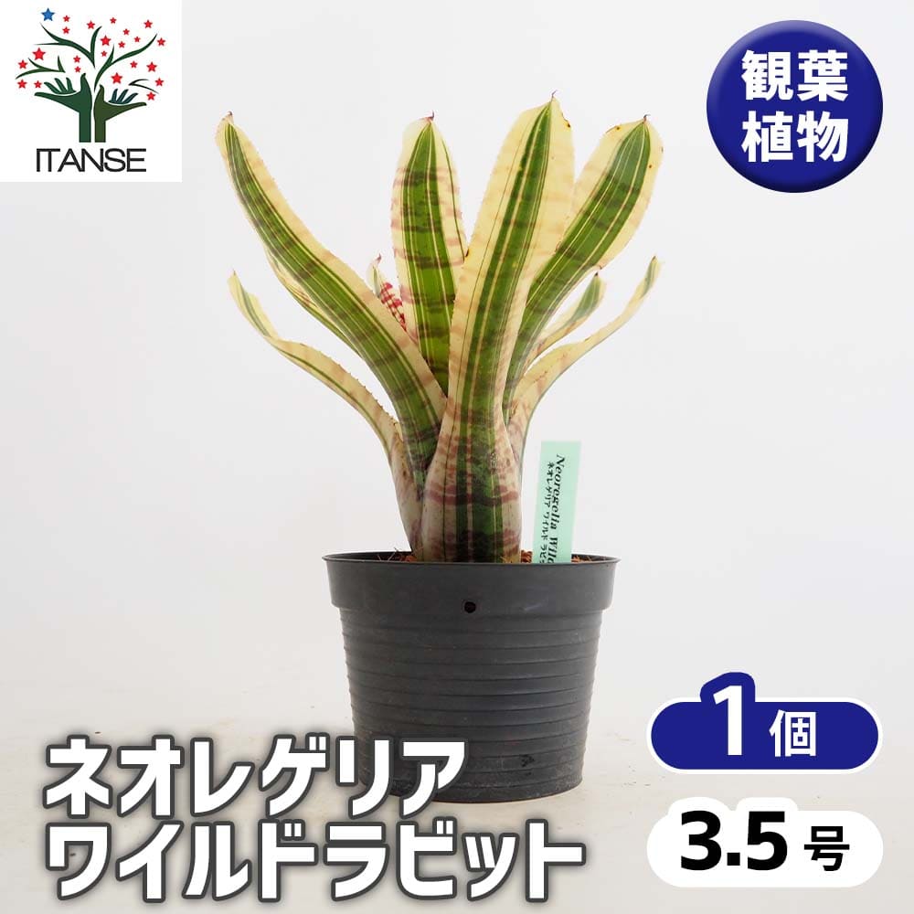 観葉草木特集 観葉植物-花・ガーデン・DIY