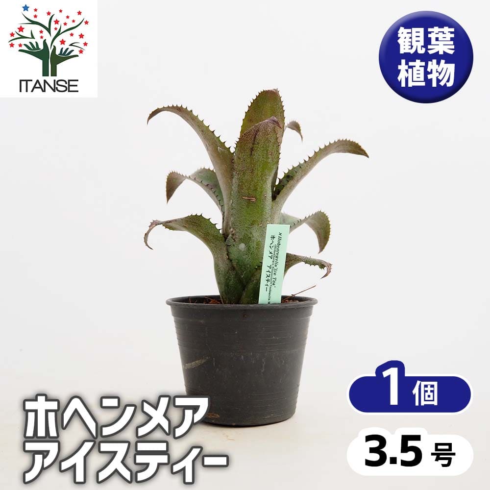 【マラソン★P5倍】 ホヘンメア アイスティー 【 観葉植物 3.5号／1個売り 】 タンクブロメリア ツツアナナス おしゃれ オシャレ 可愛い 鑑賞 観賞 コンテナガーデン インテリア インテリアグリーン オフィス リビング 玄関 庭 屋内