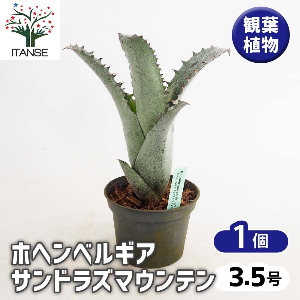 【マラソン★P5倍】 ホヘンベルギア サンドラズマウンテン 【 観葉植物 3.5号／1個売り 】 タンクブロメリア Hohenbergia おしゃれ オシャレ 可愛い 鑑賞 観賞 コンテナガーデン インテリア インテリアグリーン オフィス リビング 玄関 庭 屋内