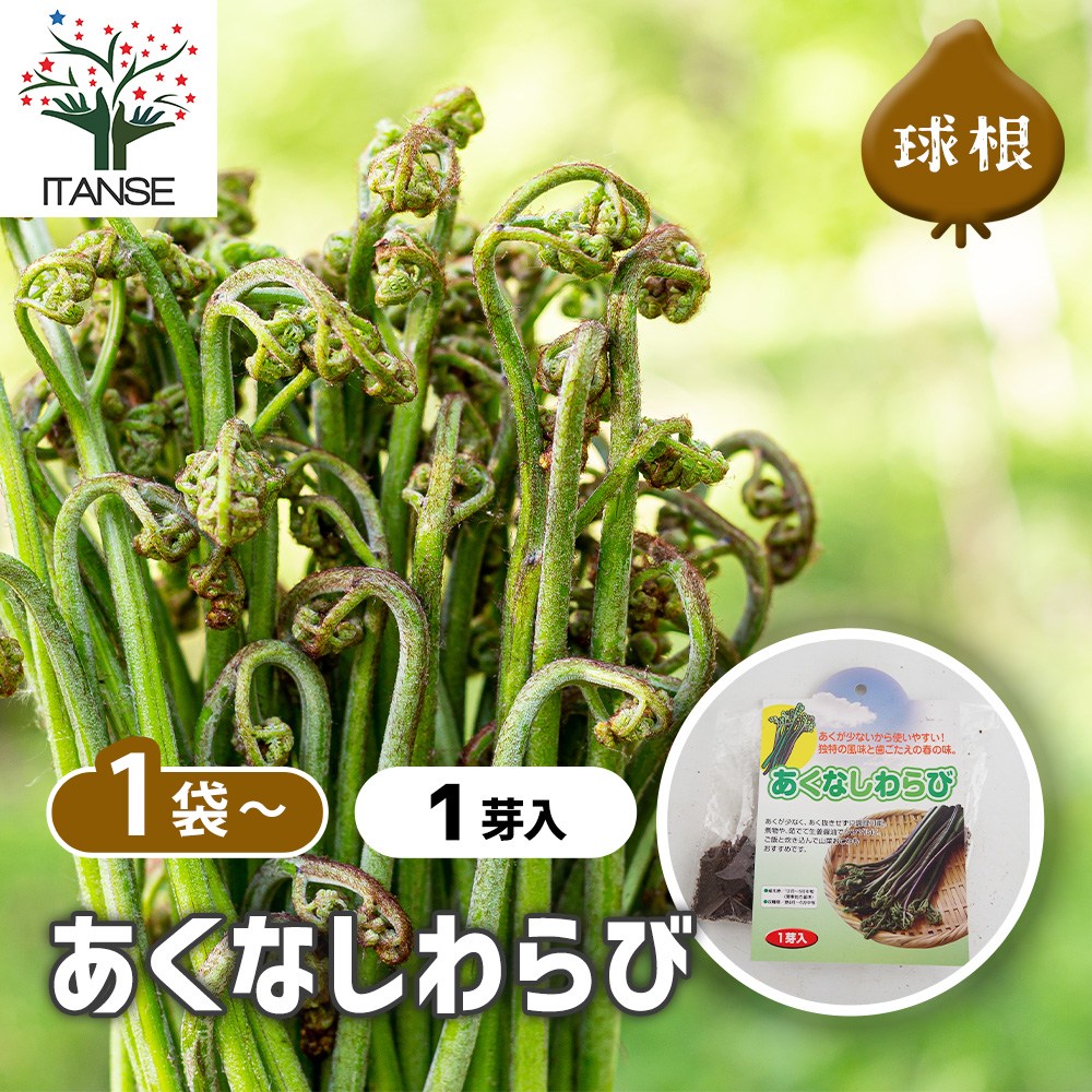 楽天市場】ワラビ 苗 【山菜 わらび】 4号ポット苗 苗木 野菜 野菜苗