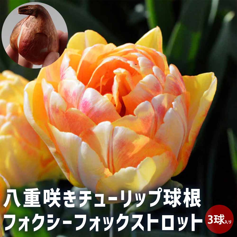 楽天市場】【送料無料】 球根 フリンジ咲きチューリップ バーニング