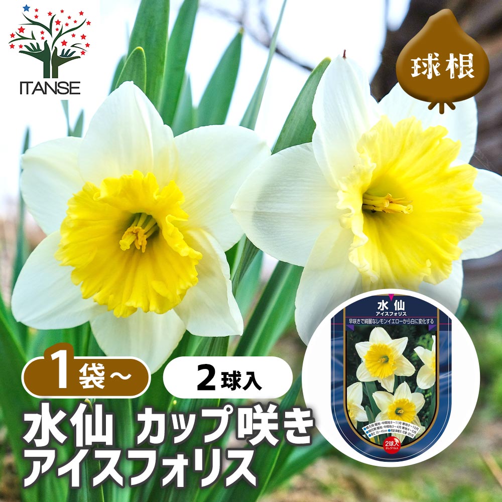 楽天市場】【ポイントUP☆マラソン期間】 球根 水仙房咲き 日本水仙