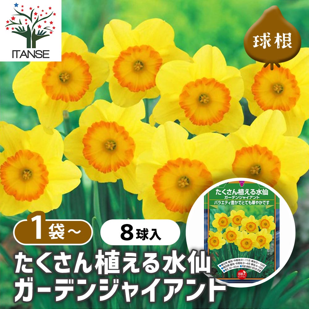 楽天市場】水仙 【ラッパ咲き 黄花】 球根 （2球入） （植え付け時期9