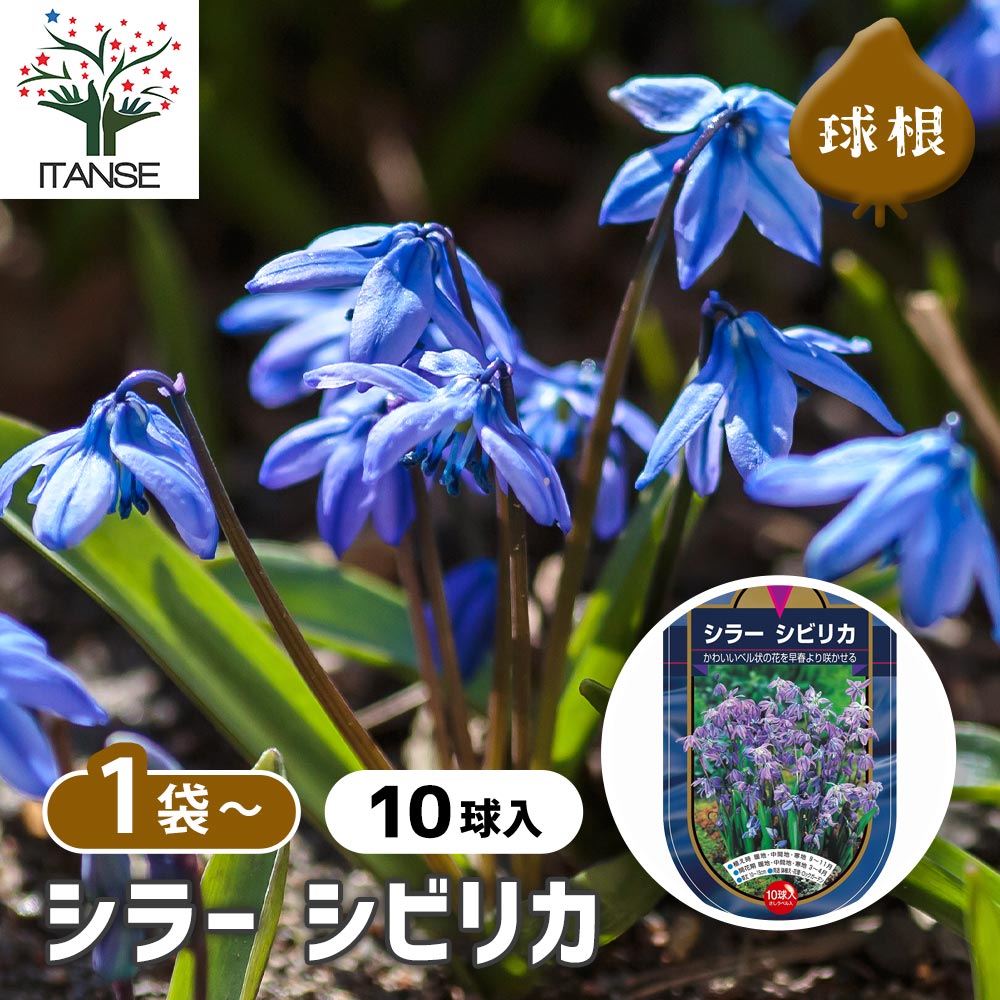 【楽天市場】【マラソン期間P5倍】 球根 シラー シビリカ 【 花球根 10球 】 花球根 球根の花 鉢植え 地植え ガーデニング：植物販売の ...