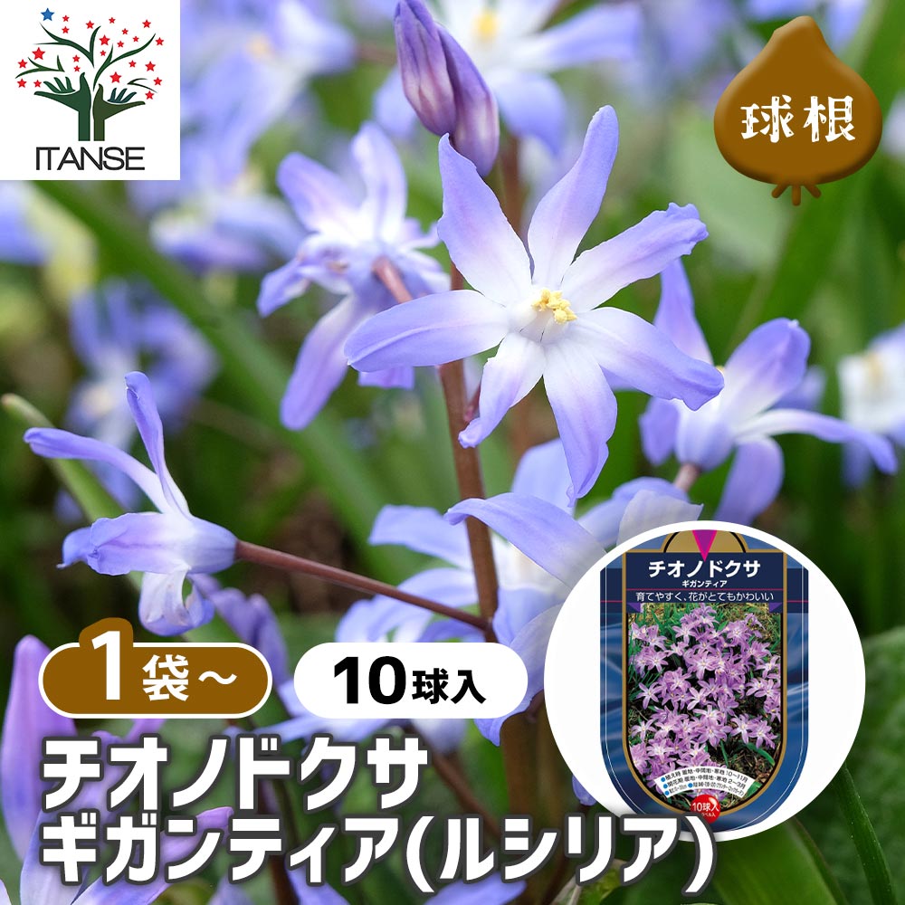 楽天市場】【送料無料】 球根 テコフィレア シアノクロッカス