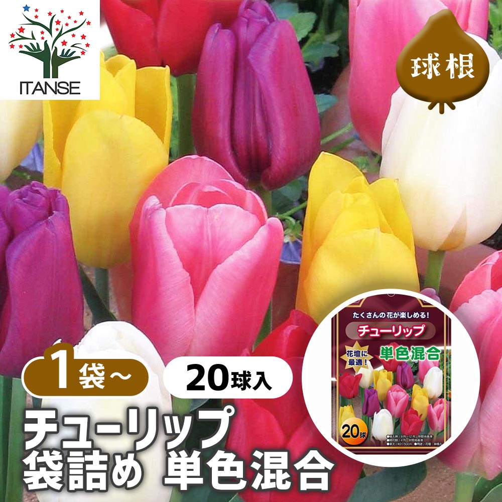 楽天市場】【送料無料チューリップ】シック系セット(6球入×3花色