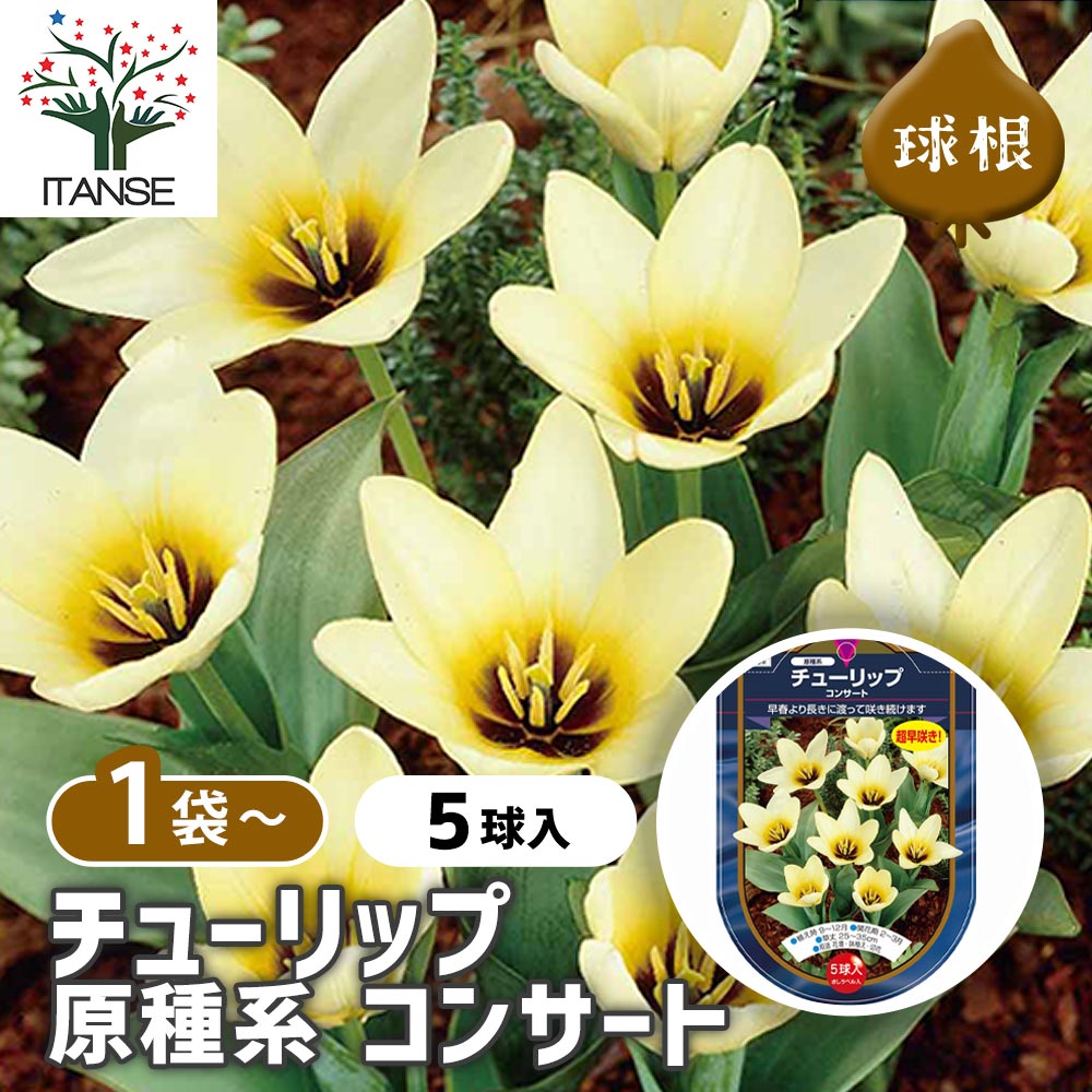 楽天市場】【送料無料】球根 原種系チューリップ クリサンサ 花球根 5