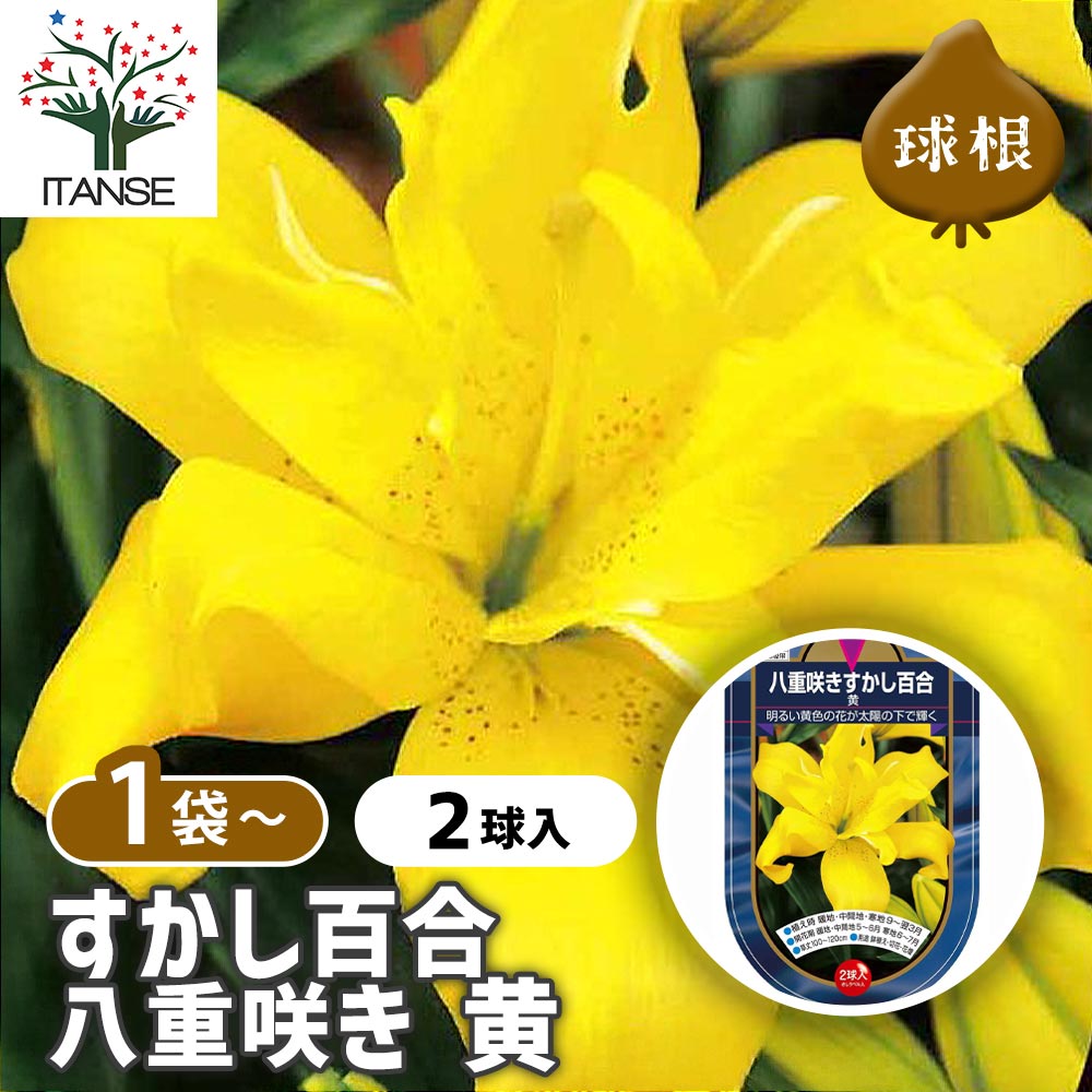 【マラソン★P5倍】 花球根 すかし百合 八重咲き 黄 【 花球根 2球 】 球根の花 鉢植え 地植え ガーデニング