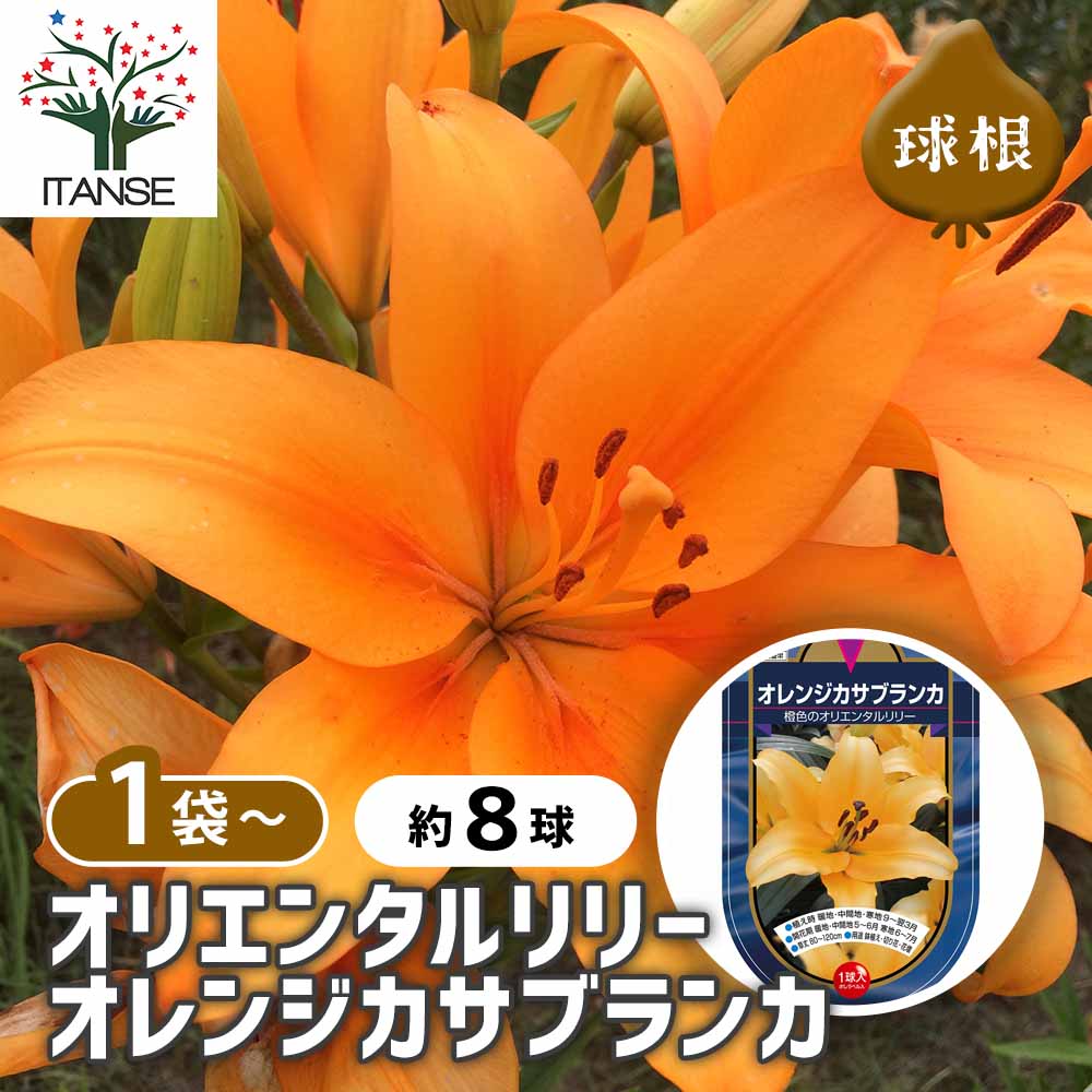 楽天市場】【ゆり】オリエンタルレッドカサブランカ（1球入） : 産直花