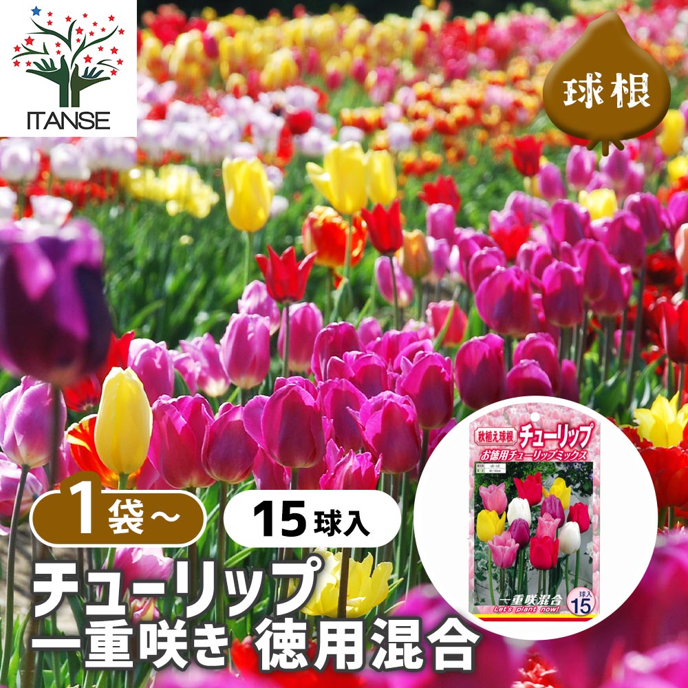 楽天市場】チューリップ三昧50球！おまかせチューリップ5種以上まぜ