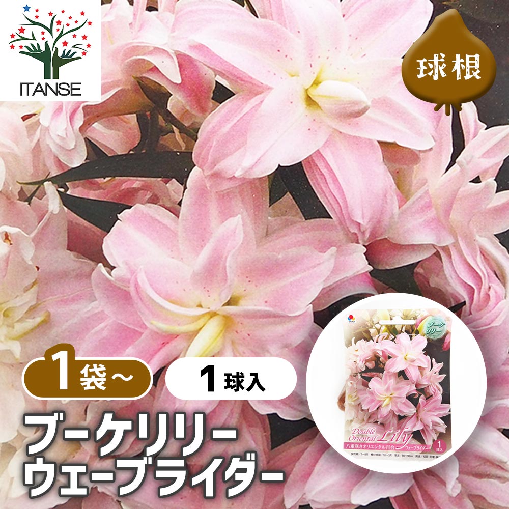 観葉草木特集