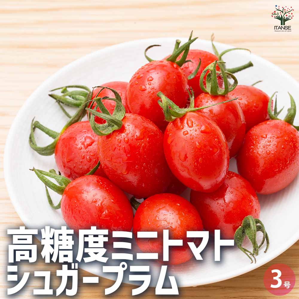 【マラソン★P5倍】 ミニトマト 高糖度 シュガープラム 【 野菜の苗 3号 】 野菜苗 トマト苗 とまと苗 ミニトマト苗 トマトの苗 とまとの苗 プチトマト ガーデニング 5,311円