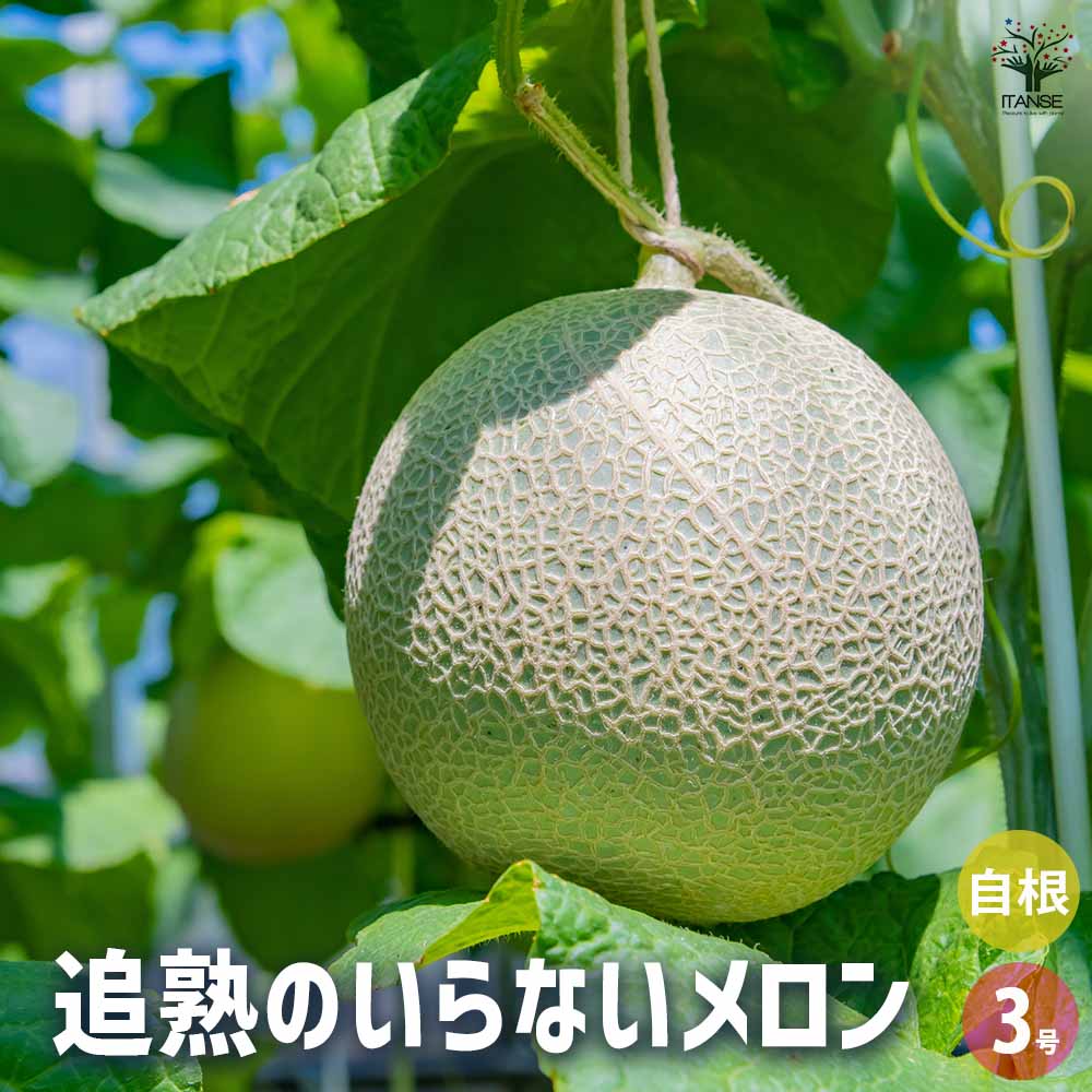 あーさんプリンスメロン9-10 2箱 メロン種子 プリンスメロン の通販 | ホームセンター コメリ