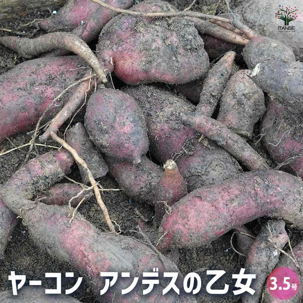 楽天市場】ヤーコン 2芽入り 苗 株 栽培説明付き 3〜4月植え 11