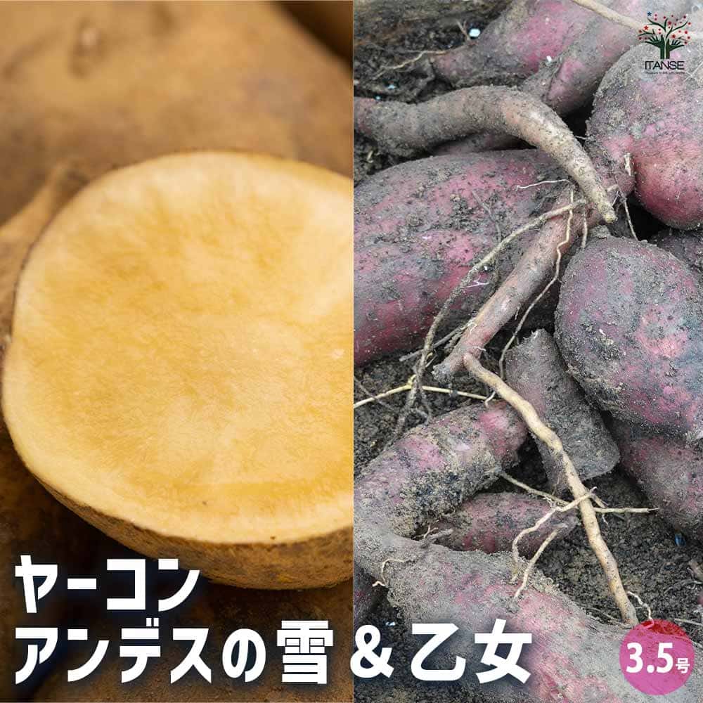 ヤーコン 芽付き種芋 タネ芋 農薬不使用 化学肥料不使用の畑 ヤーコン 芽付き種芋 タネ芋 農薬不使用 化学肥料不使用の畑の