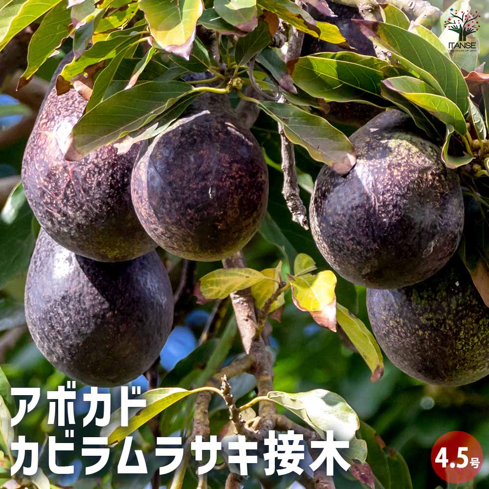 楽天市場】【送料無料】アボカドの苗木品種：ベーコン ( Bタイプ