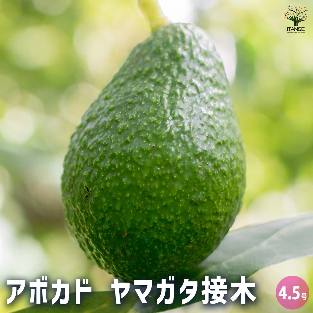 アボカド　フェルテ アボカド フェルテ【果樹の苗木 21cmポット／1個売り】｜ 【植物