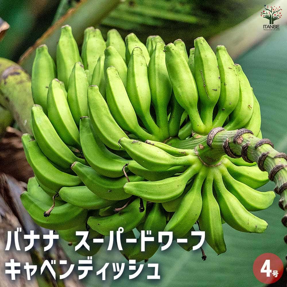 楽天市場】希少品種！耐寒性バナナ バショウ 6号鉢大株ジャパニーズ