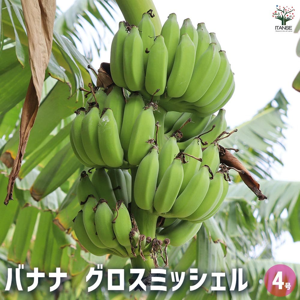 楽天市場】バナナの木 【モンキーバナナ】 □本数限定 大サイズ
