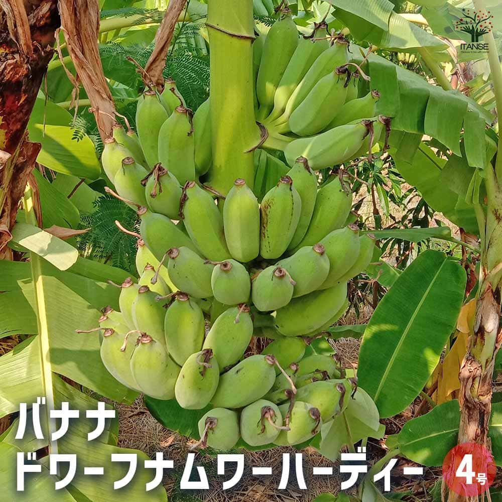 楽天市場】予約販売 バナナ ドワーフナムワーハーディー 苗 12cmポット