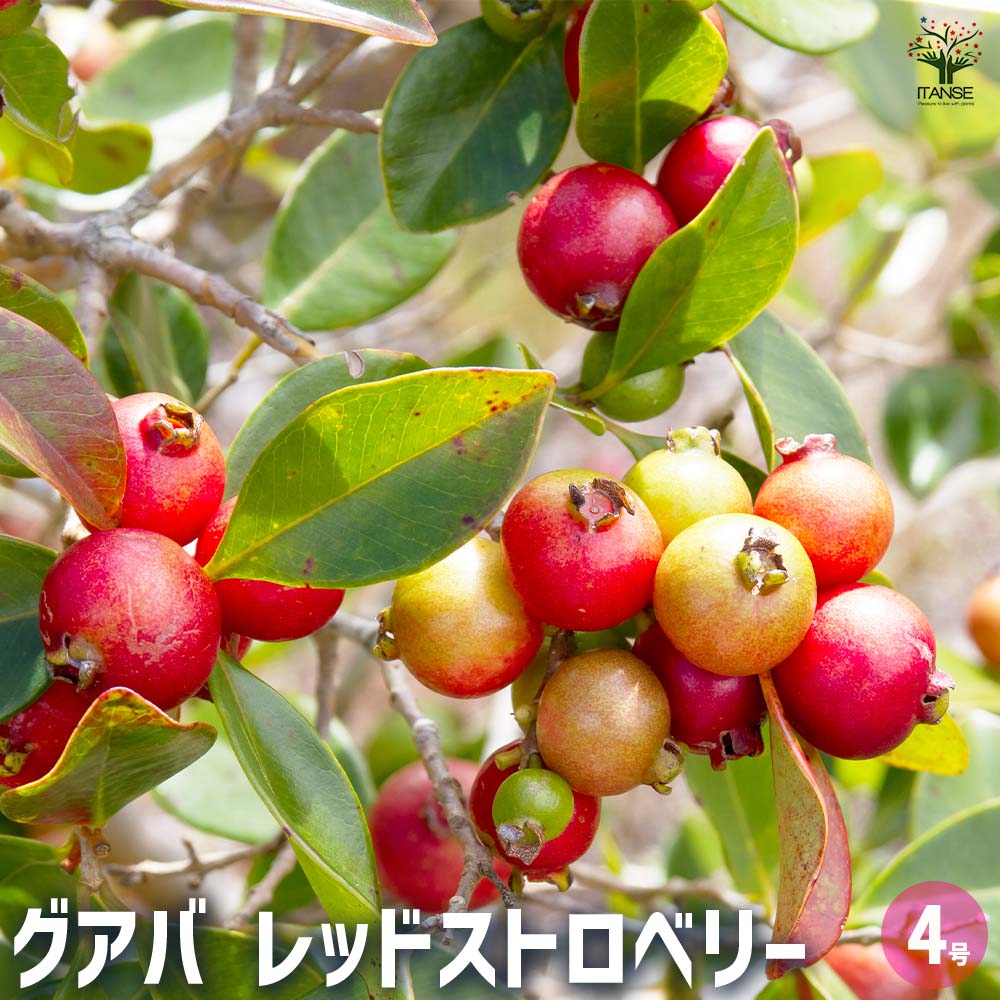 グアバ 接木　種無し大実(白)グアバ グアバ 接木 種無し大実(白)グアバ キンググアバ(白実）：熱帯