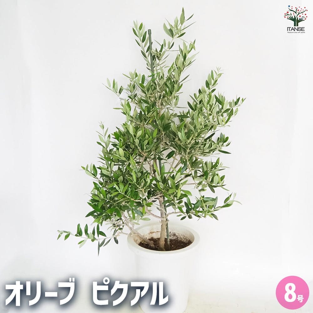 楽天市場】【送料無料】オリーブ ワラサ 【 果樹の苗木 5号／1個売り