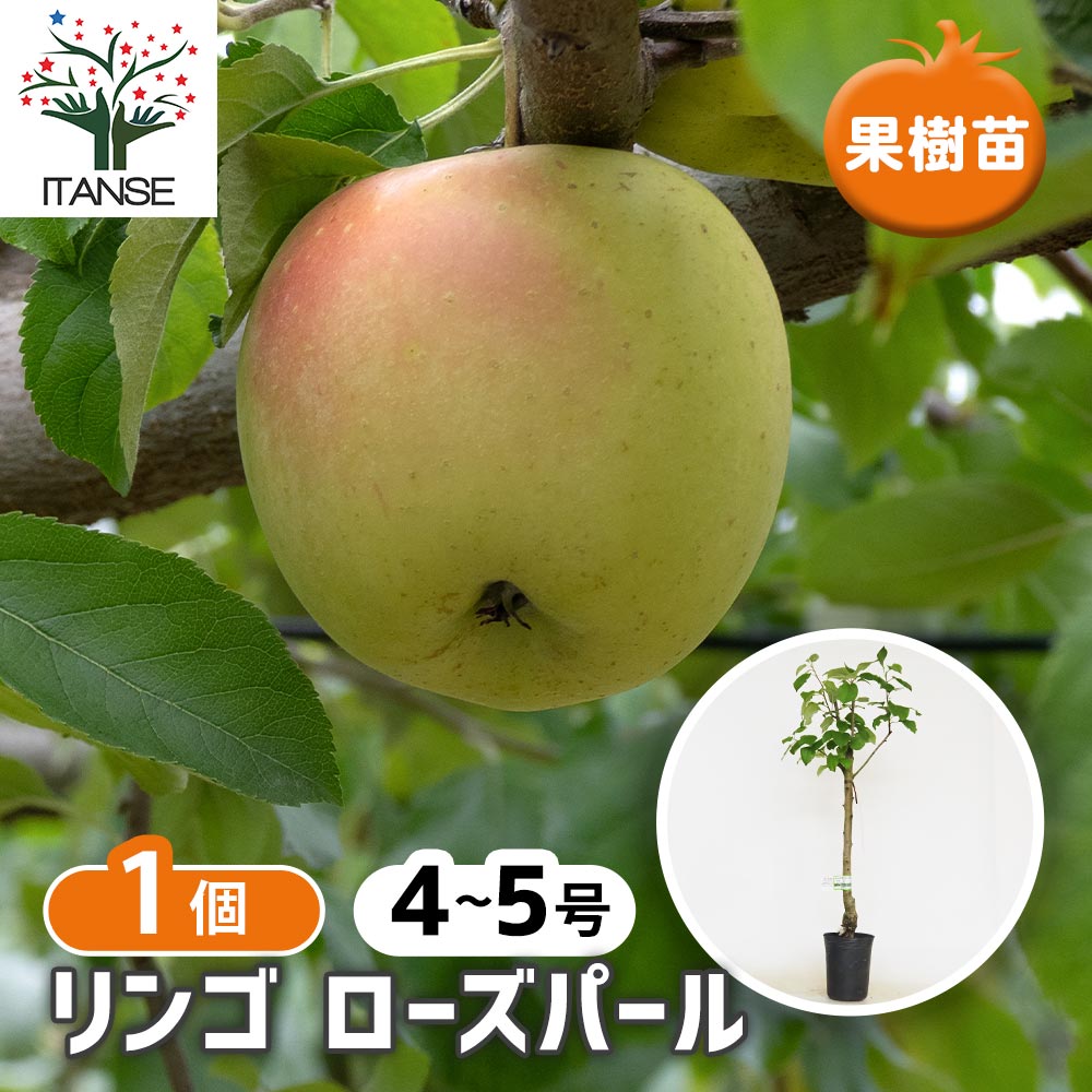 【マラソン★P5倍】りんごの苗木 ローズパール 【 果樹の苗木 4.5号／1個売り 】 果樹苗 果樹の苗 林檎 りんごの苗 アップル 果樹 りんご リンゴ