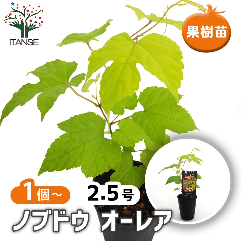 楽天市場】斑入りノブドウ エレガンス 3号ポット苗 （野ぶどう