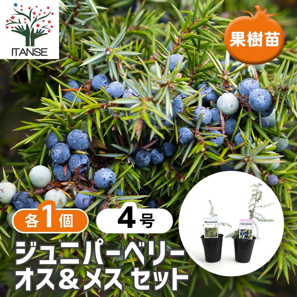 【マラソン★P5倍】 ジュニパーベリー オス メスセット 【 果樹の苗木 4号／各1個セット合計2個 】 juniper berry ジュニパー コニファー 香辛料 西洋料理 香り スカンジナビア ガーデニング 家庭菜園 農園 庭植え 送料無料
