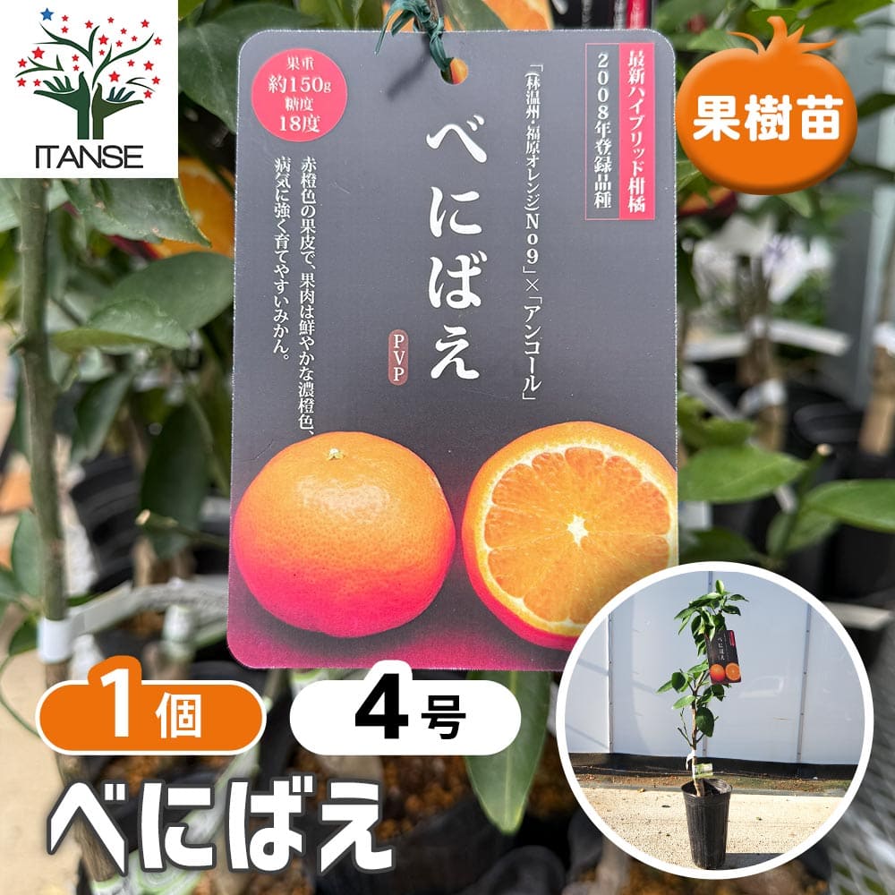 【マラソン★P5倍】 ハイブリット柑橘の苗 べにばえ 【 果樹の苗木 4号／1個売り 】 柑橘 カンキツ属 ミカン ガーデニング 家庭菜園 農園 庭植え 園芸 庭木 植木 苗木 果樹苗 果樹 果物 栽培 鉢植え 即出荷 即納 即日出荷 翌日配送
