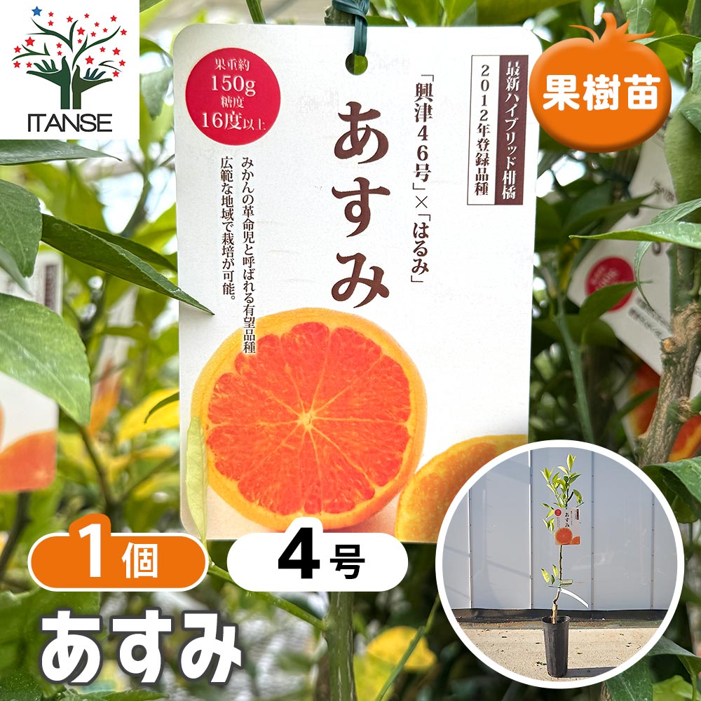 さくらじまさま専用 あすみ 3年生 苗木 登録品種 【公式通販】