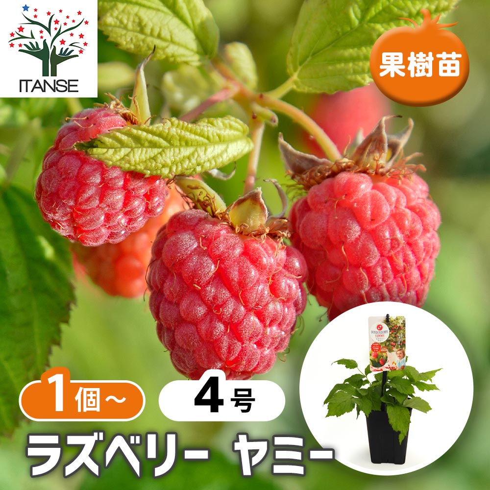 楽天市場】【ジョイゴールド】1年生苗ラズベリー※納期指定:通常発送
