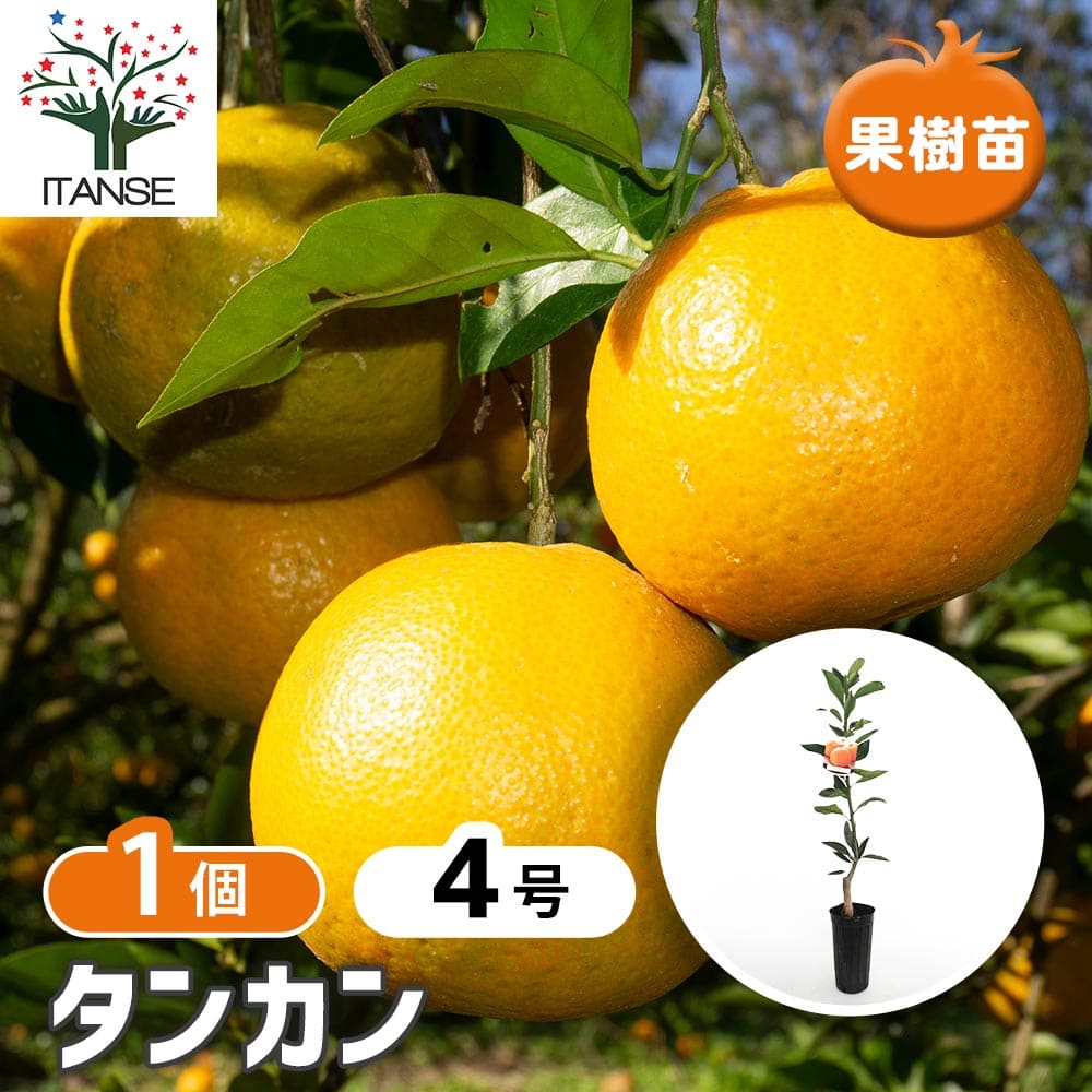【マラソン★P5倍】 柑橘の苗 タンカン 【 果樹の苗木 4号／1個売り 】 シトラス ガーデニング 果樹苗 柑橘 家庭菜園