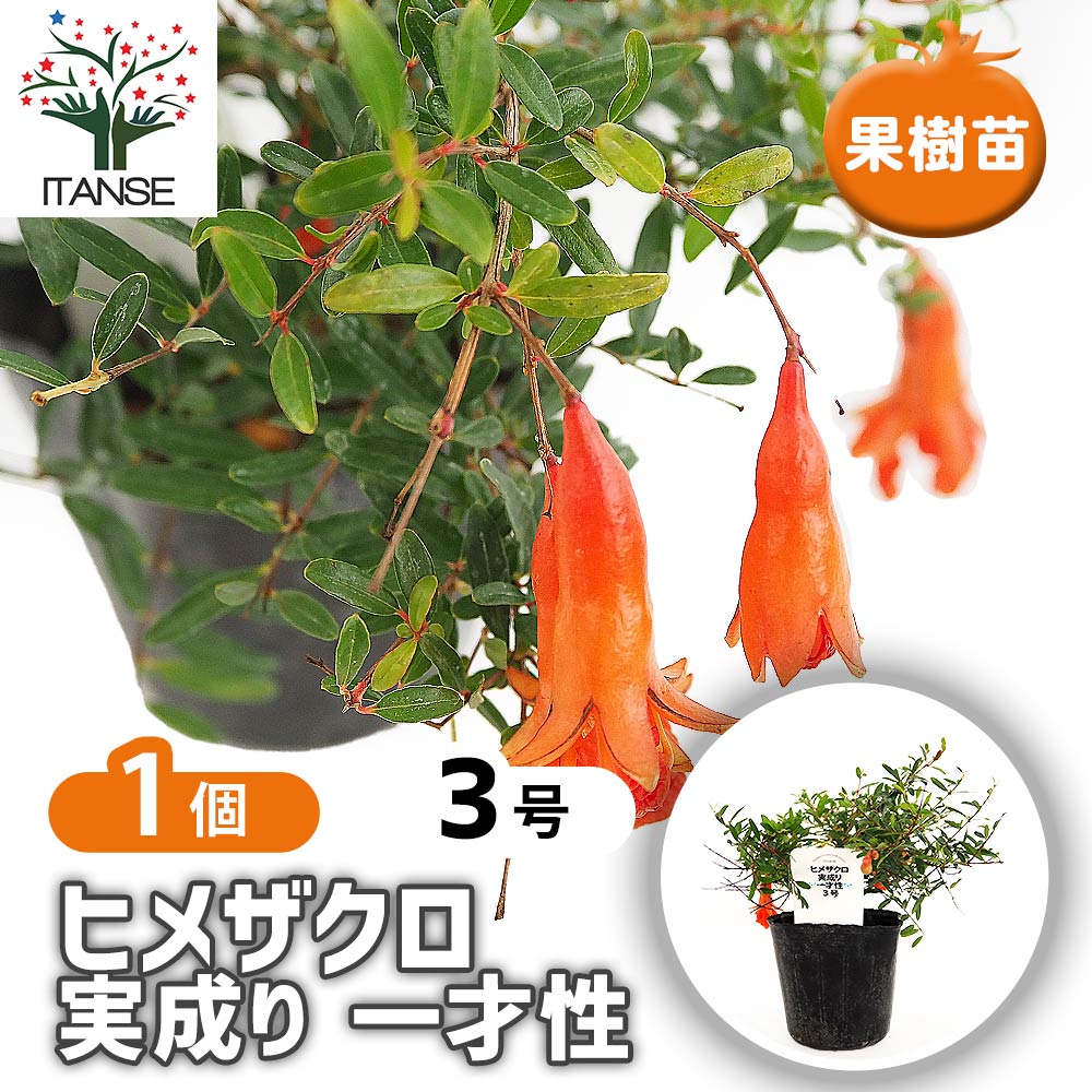 楽天市場】ねじ幹ザクロ【ねじ幹 ザクロ 柘榴 盆栽 実 実のなる