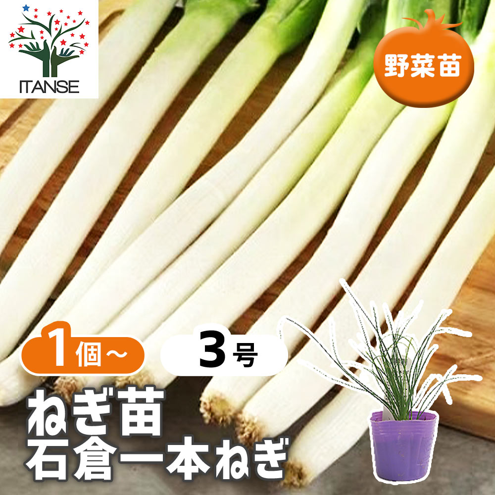 楽天市場】静岡県産 浜ゆたか 新 玉ねぎ 苗 100本 入り 野菜ソムリエ