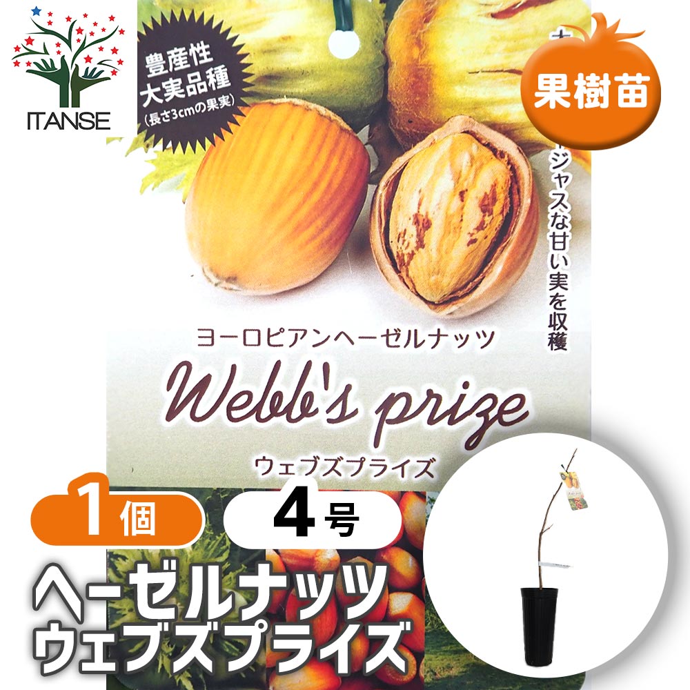 楽天市場】2026年NEW 一才アメリカンヘーゼルナッツ苗2年生 挿し木