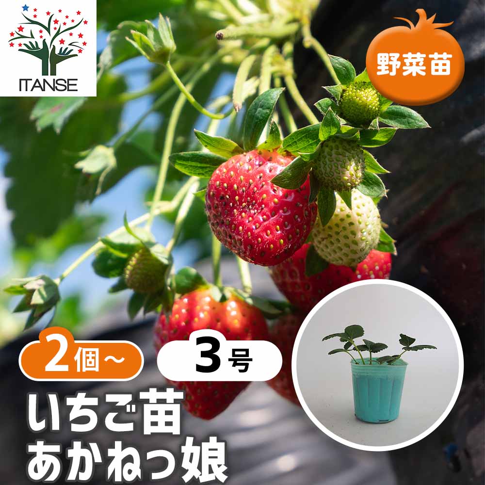 【マラソン★P5倍】 いちごの苗 あかねっ娘 【 野菜の苗 3号 】 イチゴ苗 イチゴの苗 苺苗 苺の苗 甘い 美味しい 糖度 ストロベリー苗