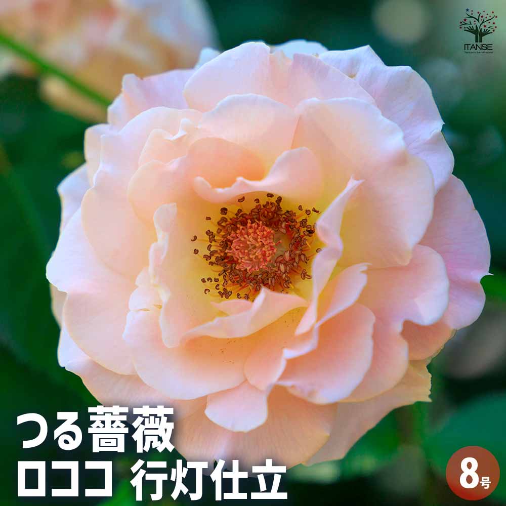 観葉草木特集